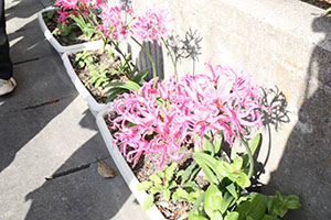 お散歩へでかけました　さくら・たんぽぽ