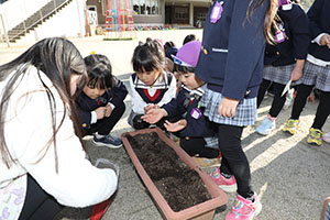 チューリップの球根を植えました🌷　A・C