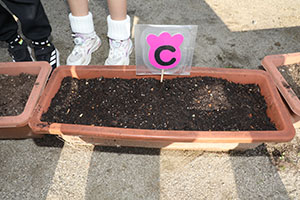 チューリップの球根を植えました🌷　A・C