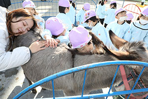 ふれあい動物園　たのしかったね　年中組　ひよこ・あひる・ぺんぎん　NO.2