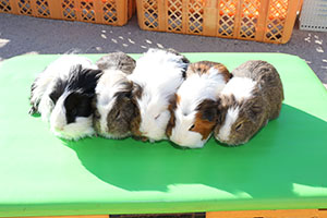 ふれあい動物園　たのしかったね　年中組　ひよこ・あひる・ぺんぎん　NO.2