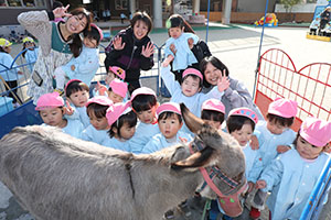 ふれあい動物園　たのしかったね　年中組　ひよこ・あひる・ぺんぎん　NO.2