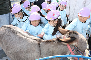 ふれあい動物園　たのしかったね　年中組　ひよこ・あひる・ぺんぎん　NO.2