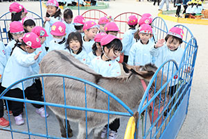 ふれあい動物園　たのしかったね　年中組　ひよこ・あひる・ぺんぎん　NO.1