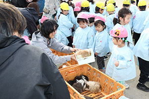 ふれあい動物園　たのしかったね　年中組　ひよこ・あひる・ぺんぎん　NO.1