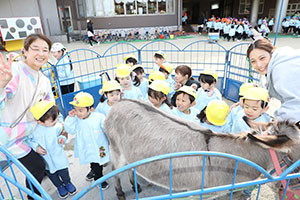 ふれあい動物園　たのしかったね　年中組　ひよこ・あひる・ぺんぎん　NO.1