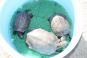 ふれあい動物園　たのしかったね　年中組　ひよこ・あひる・ぺんぎん　NO.1