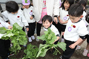 育てたカブを収穫しました　すみれ