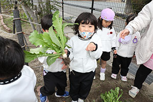 育てたカブを収穫しました　すみれ