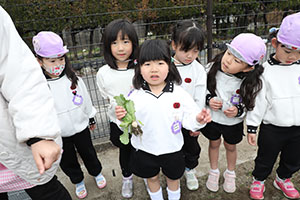 育てたカブを収穫しました　すみれ