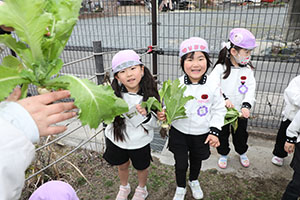 育てたカブを収穫しました　すみれ