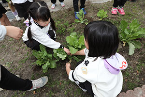 育てたカブを収穫しました　すみれ