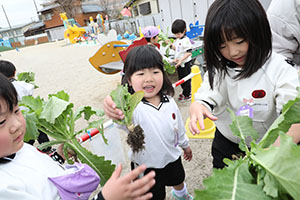 育てたカブを収穫しました　すみれ