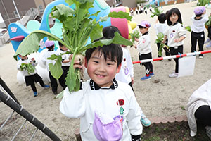 育てたカブを収穫しました　すみれ