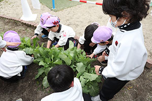 育てたカブを収穫しました　すみれ