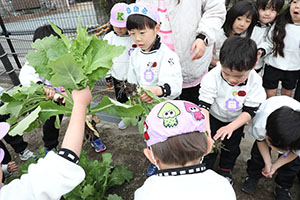 育てたカブを収穫しました　すみれ