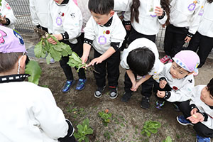 育てたカブを収穫しました　すみれ