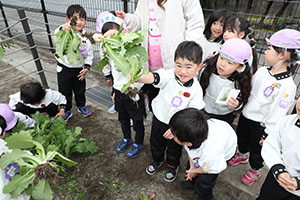 育てたカブを収穫しました　すみれ