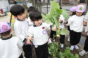 育てたカブを収穫しました　すみれ