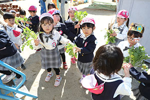 育てた大根を収穫しました✨　ばら