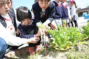 育てた大根を収穫しました✨　ばら
