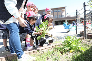 育てた大根を収穫しました✨　ばら