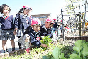 育てた大根を収穫しました✨　ばら