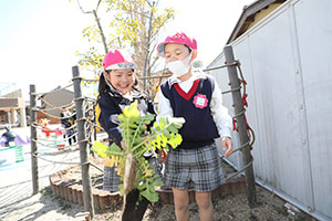育てた大根を収穫しました✨　ばら