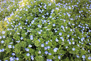 お散歩へでかけました　ぺんぎん