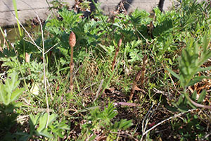 お散歩へでかけました　ぺんぎん