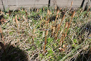 お散歩へでかけました　ぺんぎん